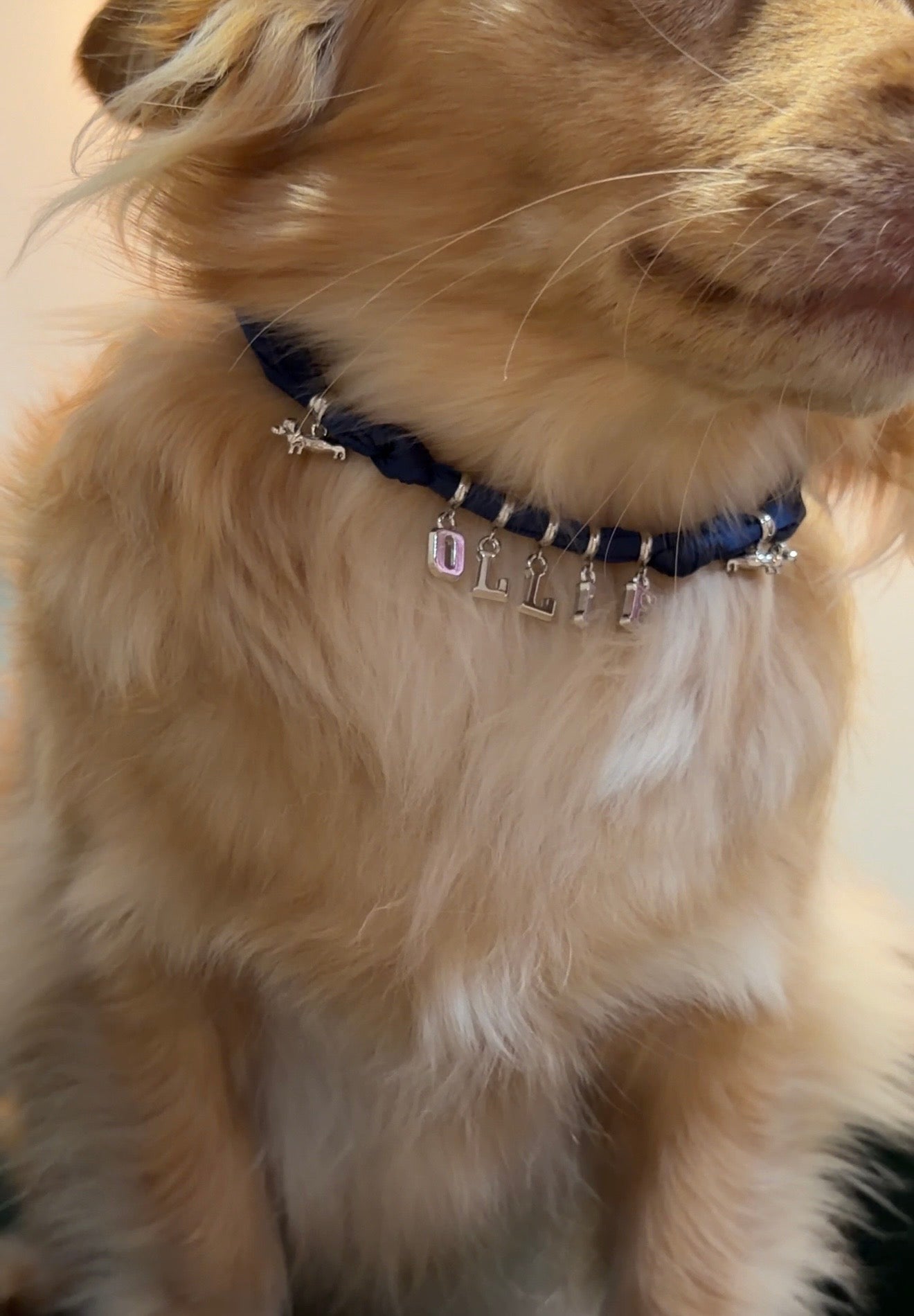 Doxie Collection- Scarf Necklace