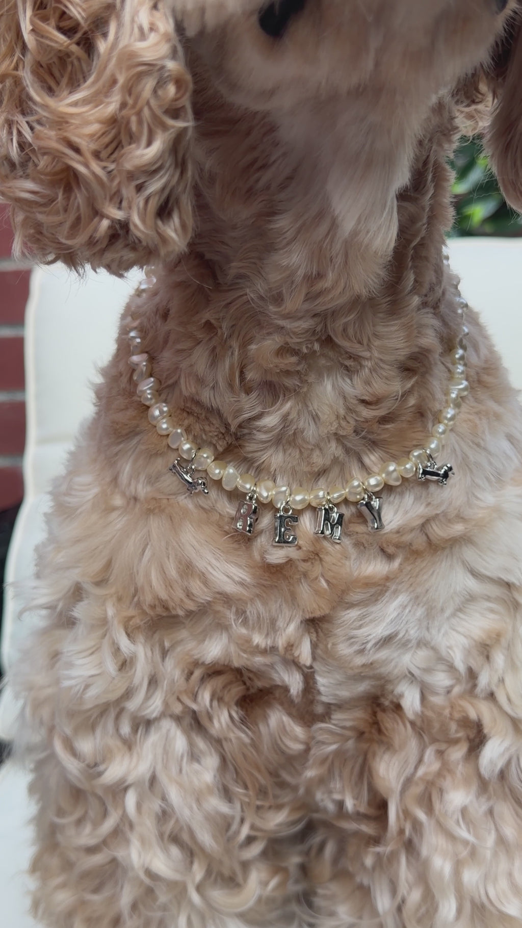 Doxie Collection- Pearl Necklace